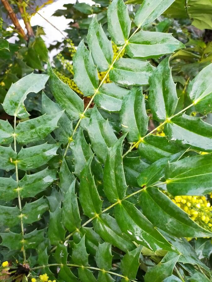 Mahonia x media — search result for 'Mahonia'