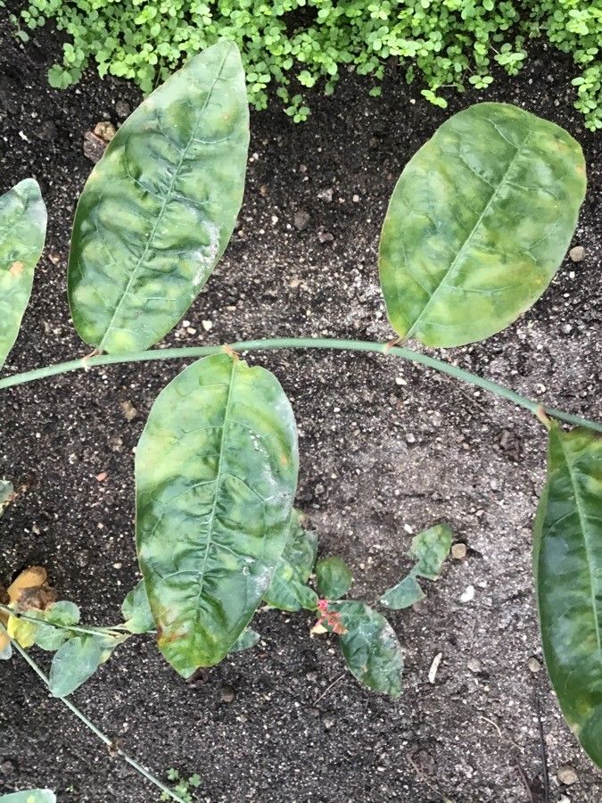 Plumbago indica — search result for 'Plumbaginaceae'