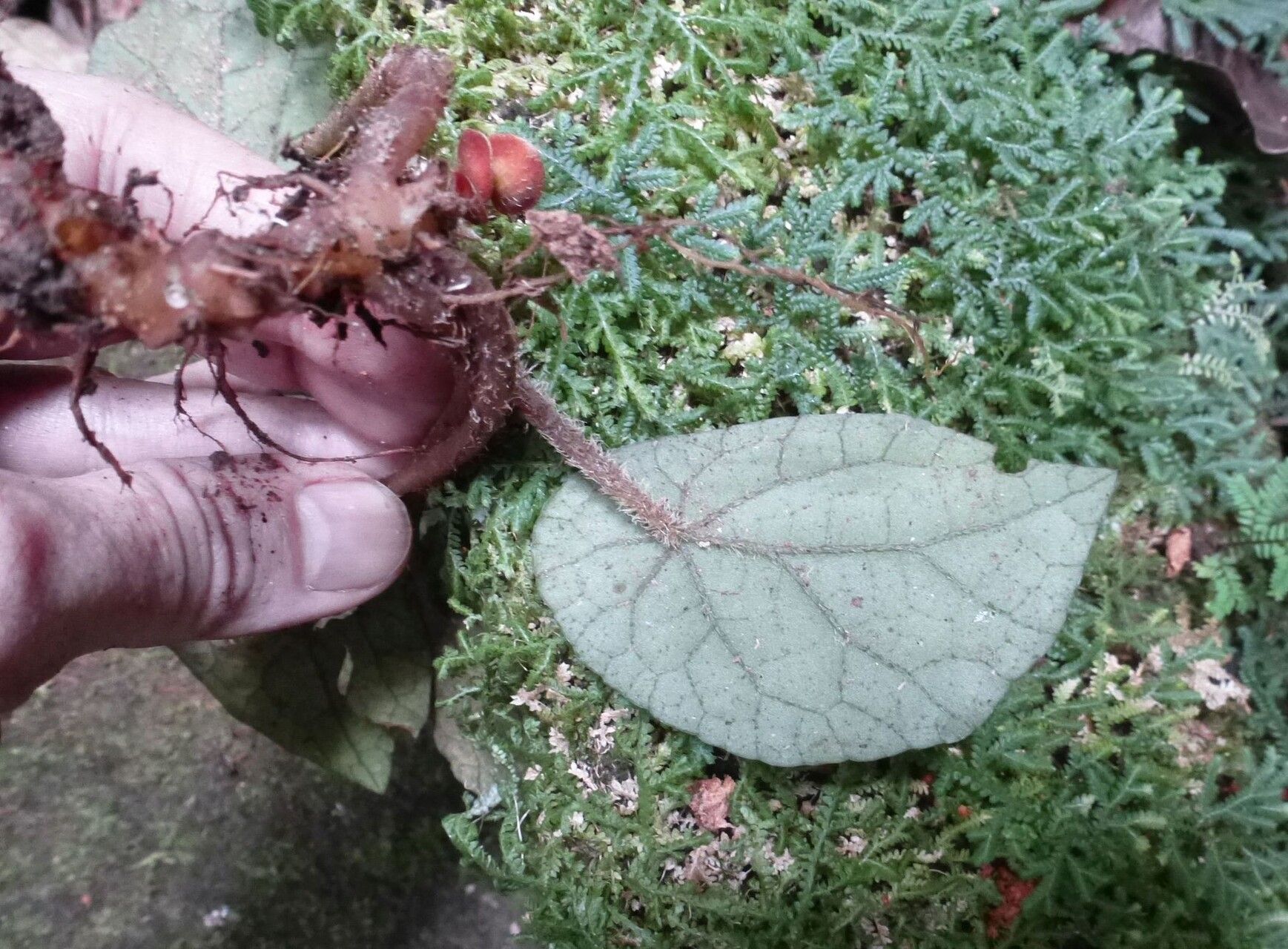 Begonia mildbraedii — houseplant care guide