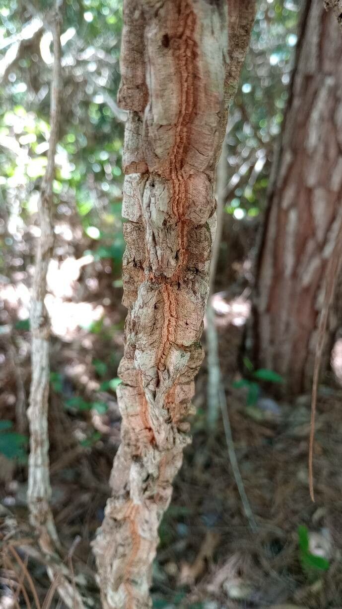 Enterolobium gummiferum bark