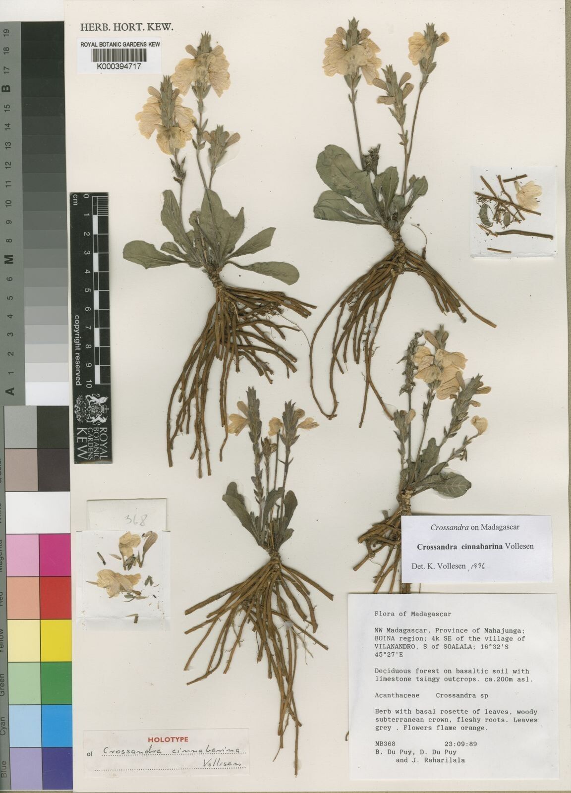 Crossandra cinnabarina — search result for 'Crossandra'