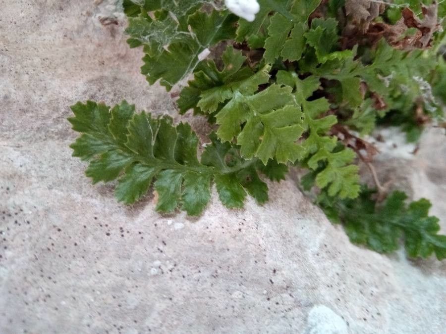 Asplenium jahandiezii — houseplant care guide