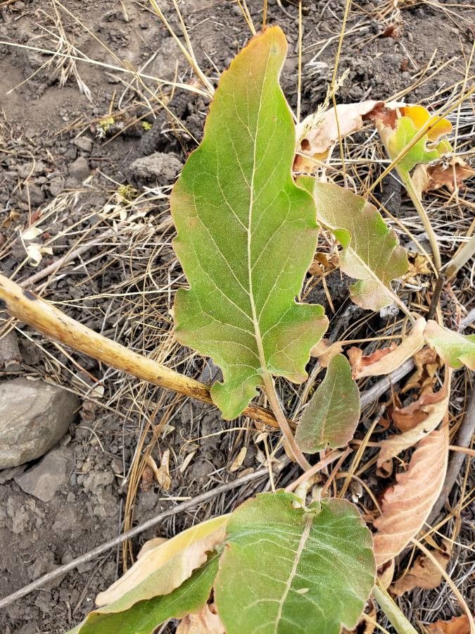 Eriogonum elatum leaf