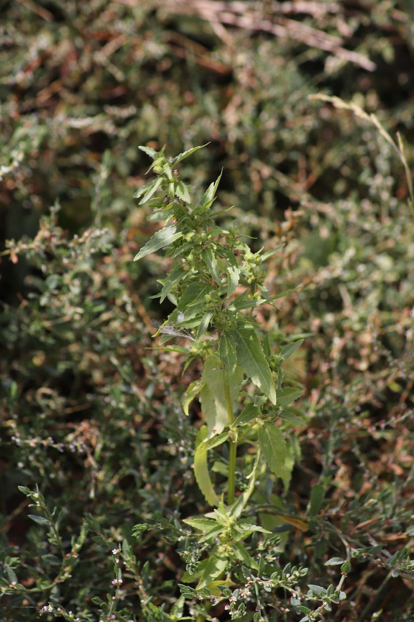 Mercurialis ambigua — related species from the same genus
