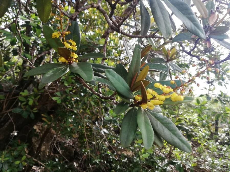 Acridocarpus austrocaledonicus flower