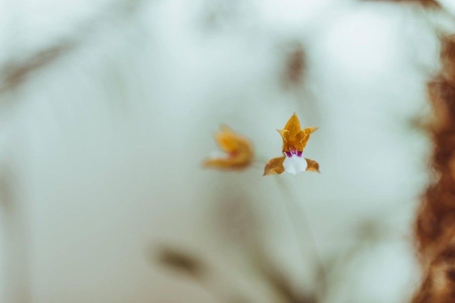 Dendrobium pectinatum — houseplant care guide