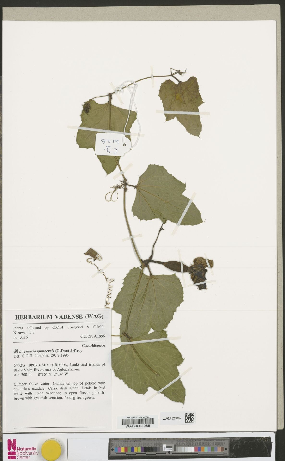 Lagenaria guineensis — related species from the same genus