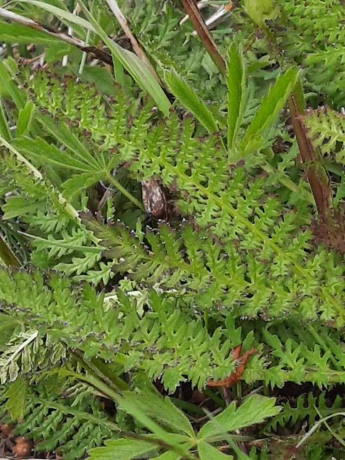 Pedicularis tuberosa leaf
