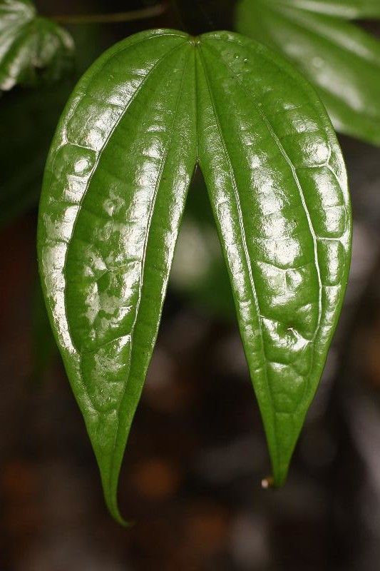 Bauhinia longicuspis — houseplant care guide