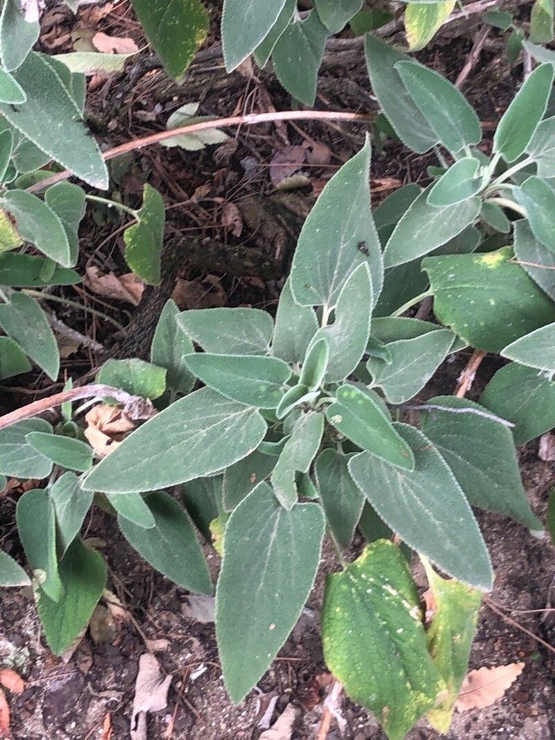 Phlomis longifolia leaf