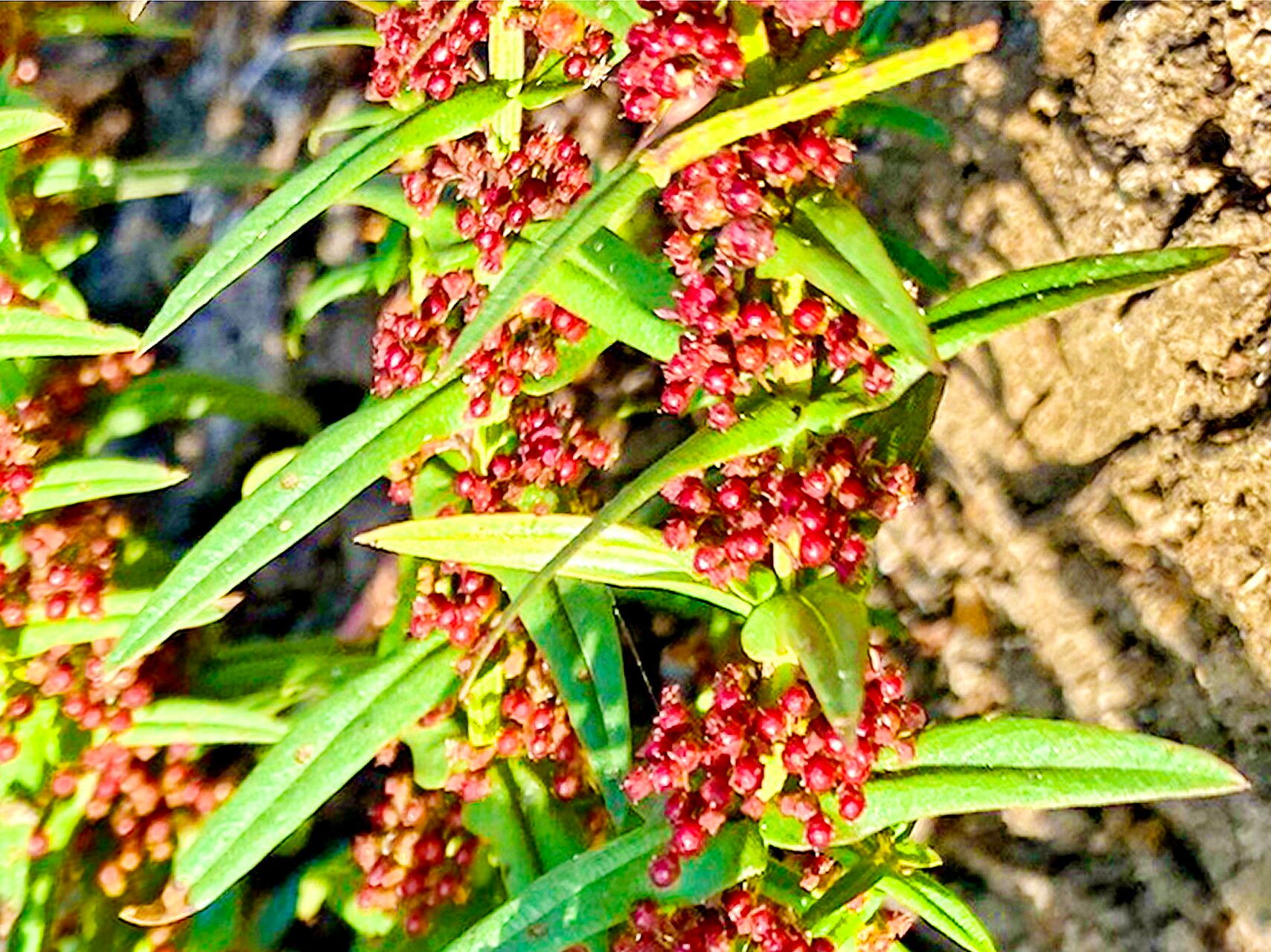 Ammannia prieuriana — search result for 'Ammannia'