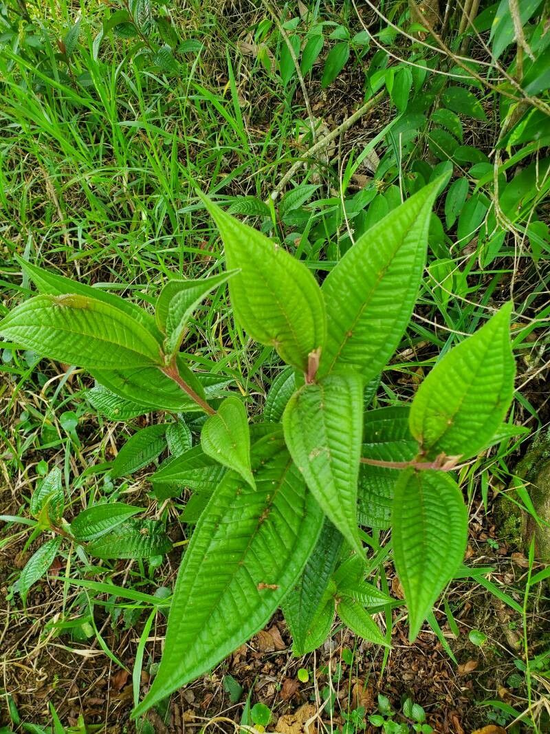Miconia ibaguensis — houseplant care guide