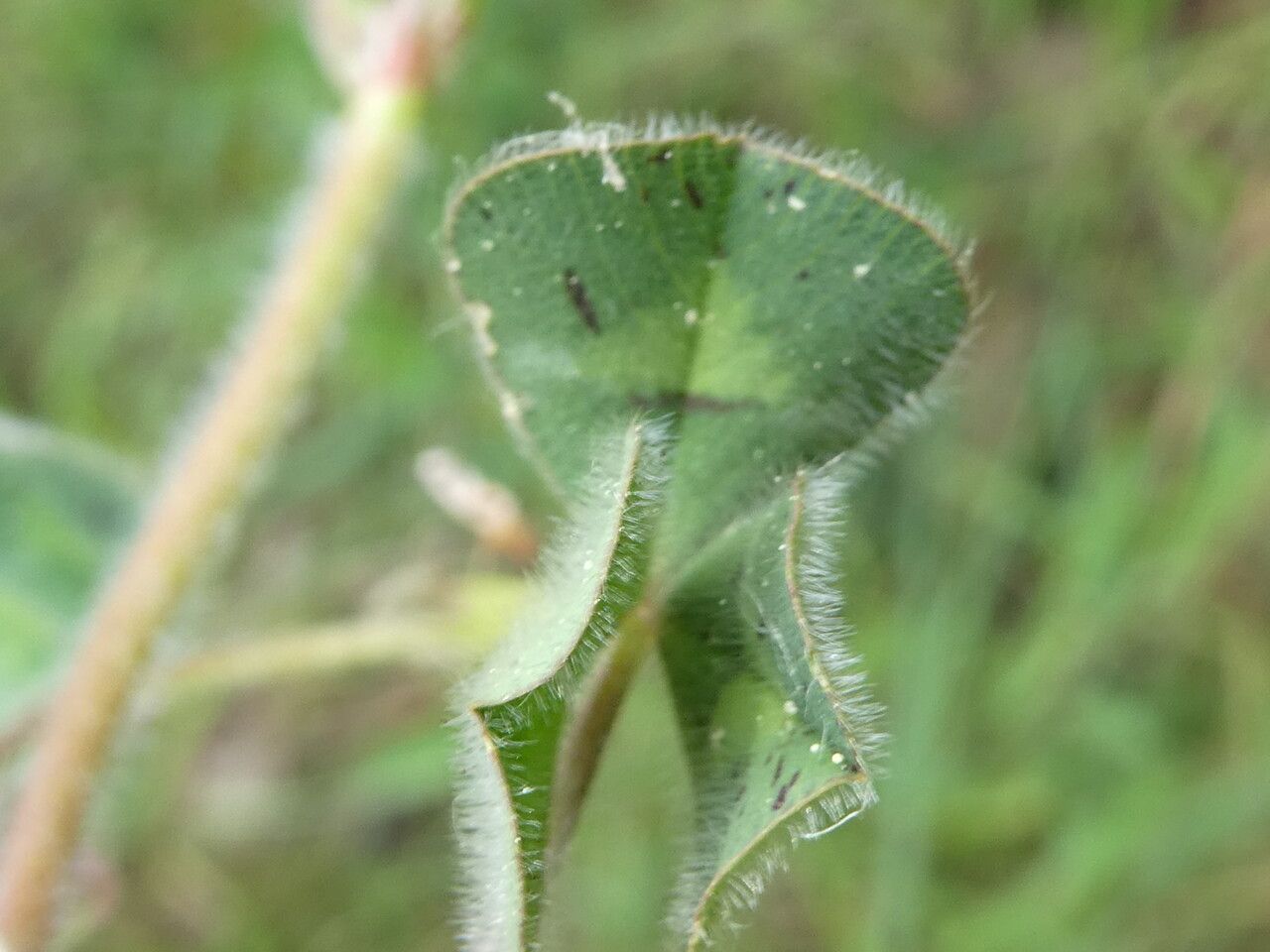 Trifolium subterraneum