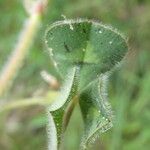 Trifolium subterraneum