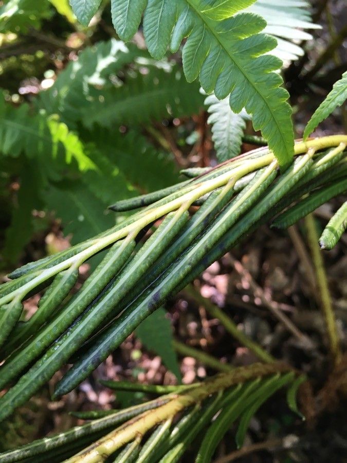 Onoclea orientalis flower