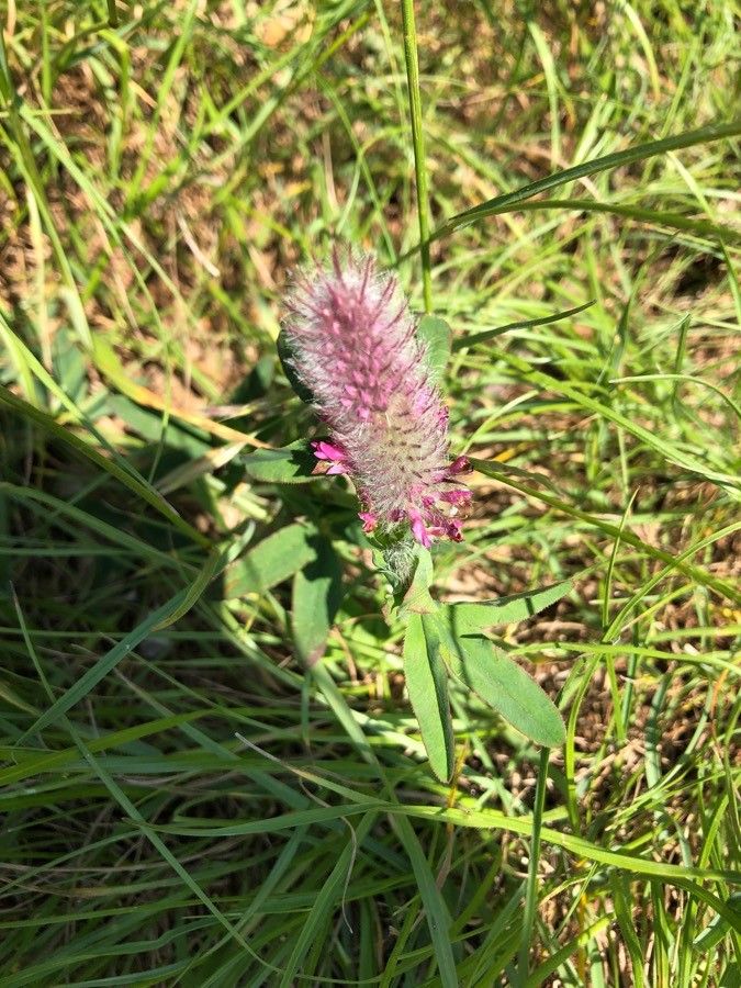 Trifolium rubens flower