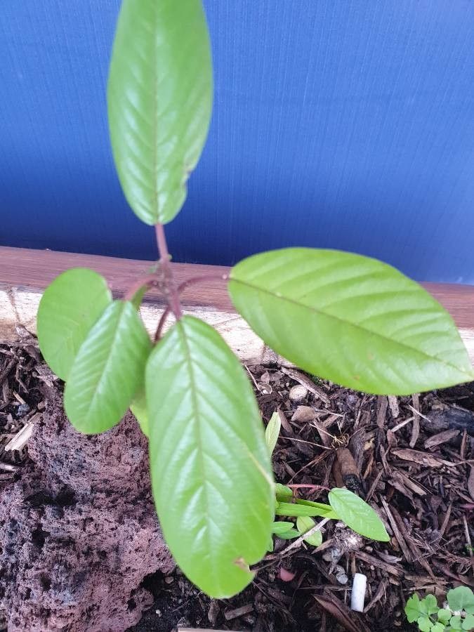 Frangula azorica — search result for 'Azores'