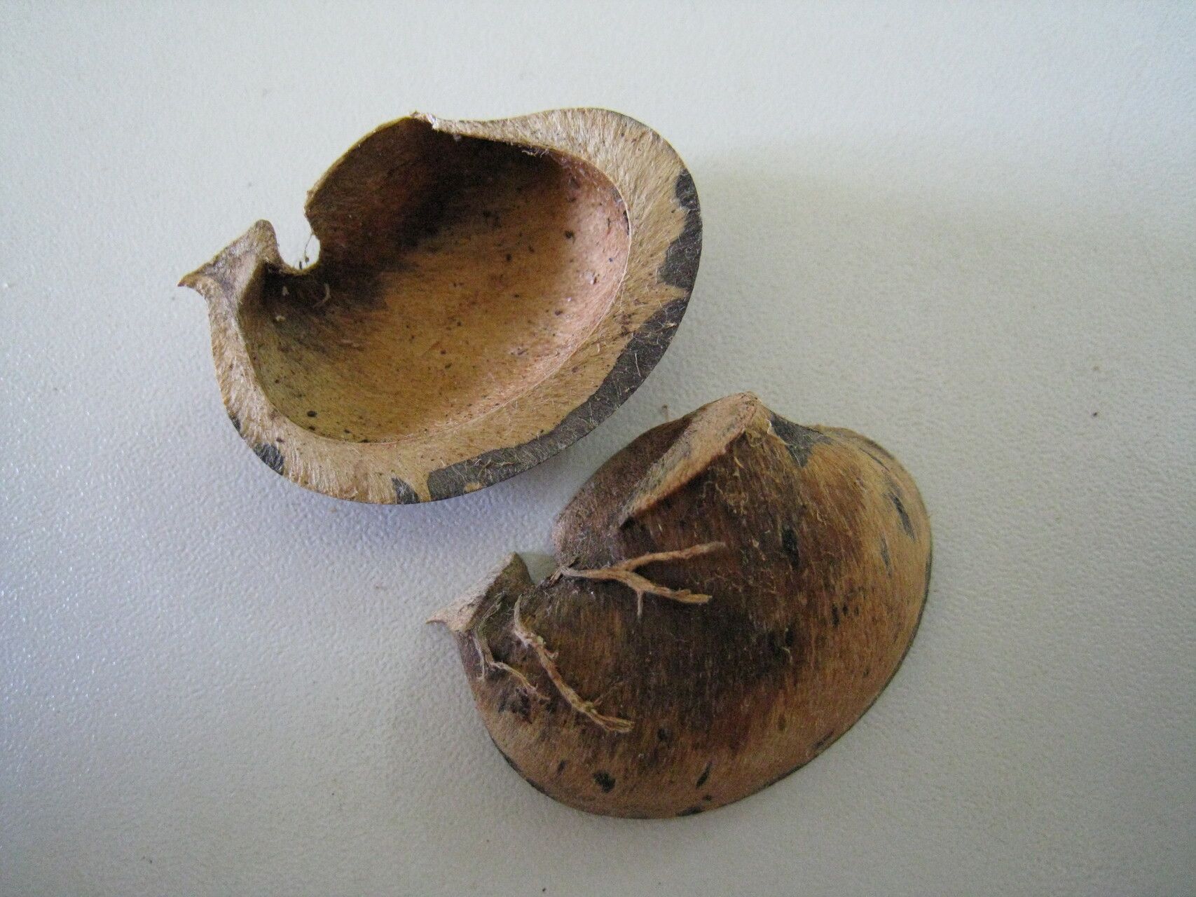 Hevea guianensis other