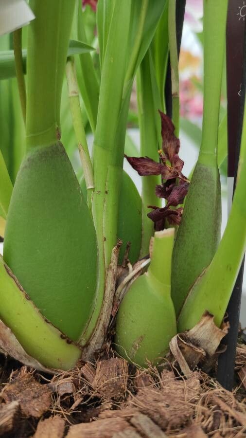 Dendrobium virotii bark