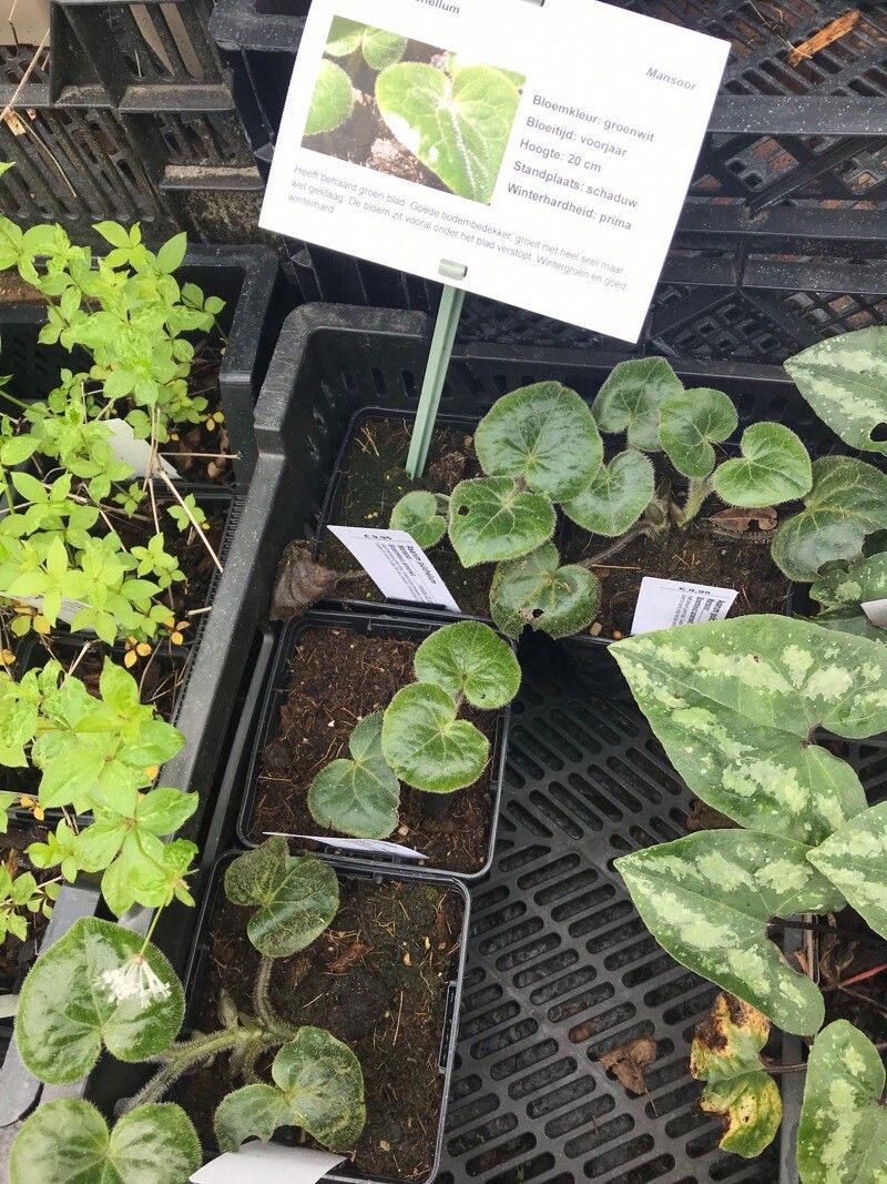 Asarum pulchellum — search result for 'Asarum'