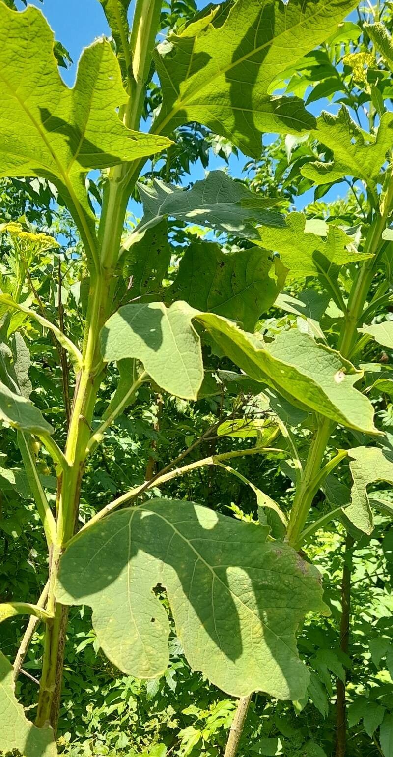 Verbesina suncho — houseplant care guide