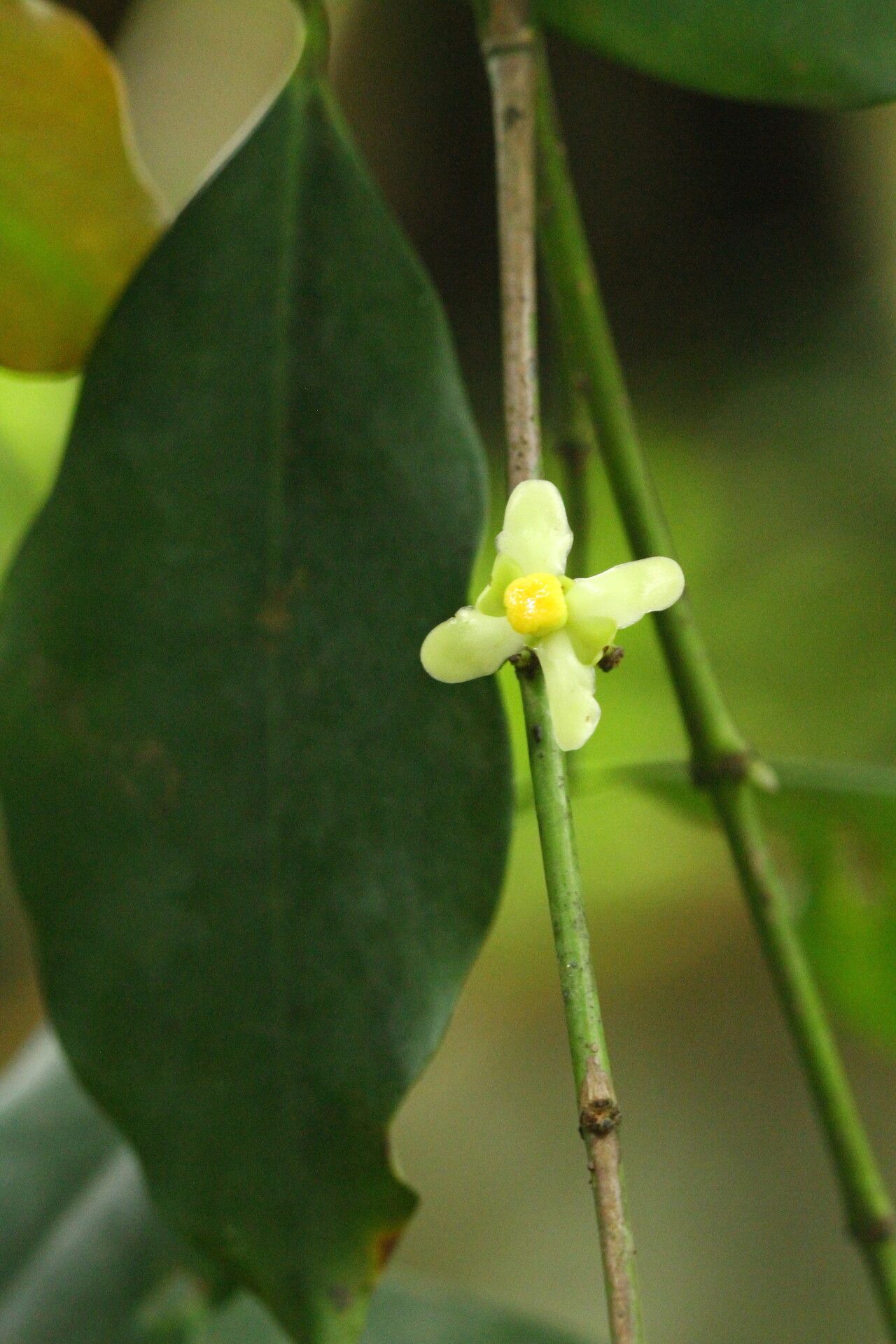 Garcinia punctata flower