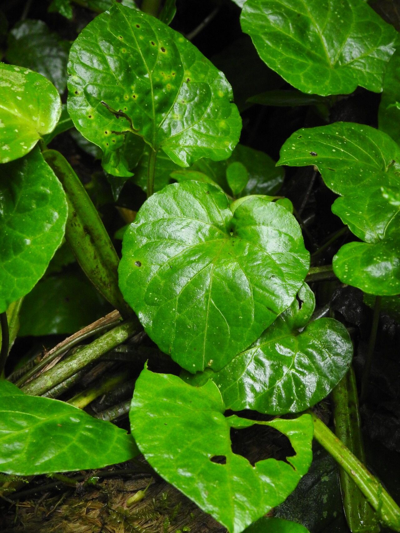 Solanum dalibardiforme — houseplant care guide