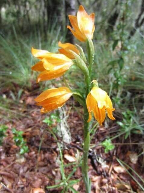 Chloraea nudilabia — houseplant care guide