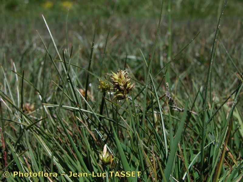 Carex maritima flower