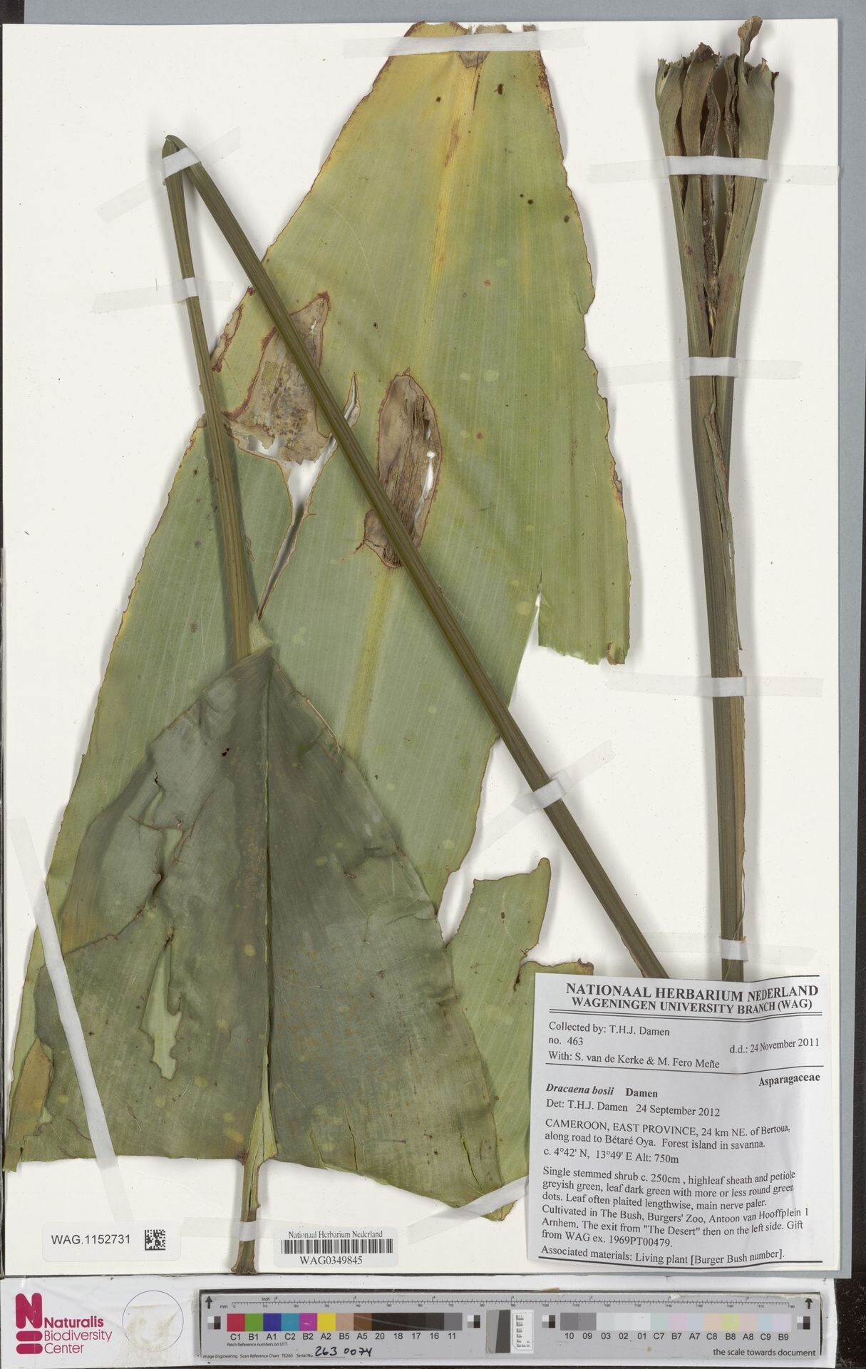 Dracaena bushii — search result for 'Dracaena'