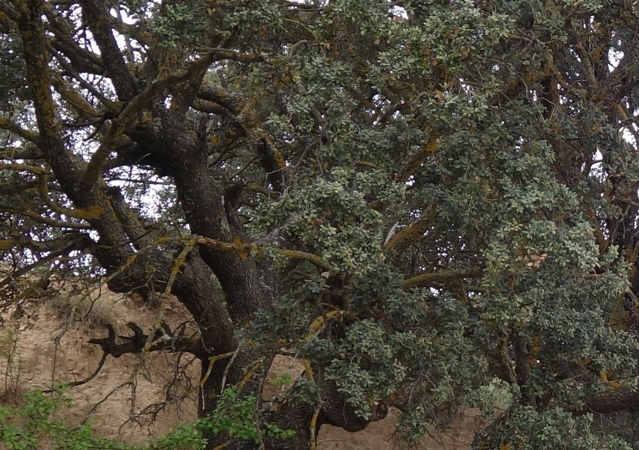 Quercus rotundifolia bark