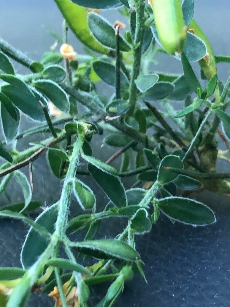 Genista falcata — search result for 'Genista'