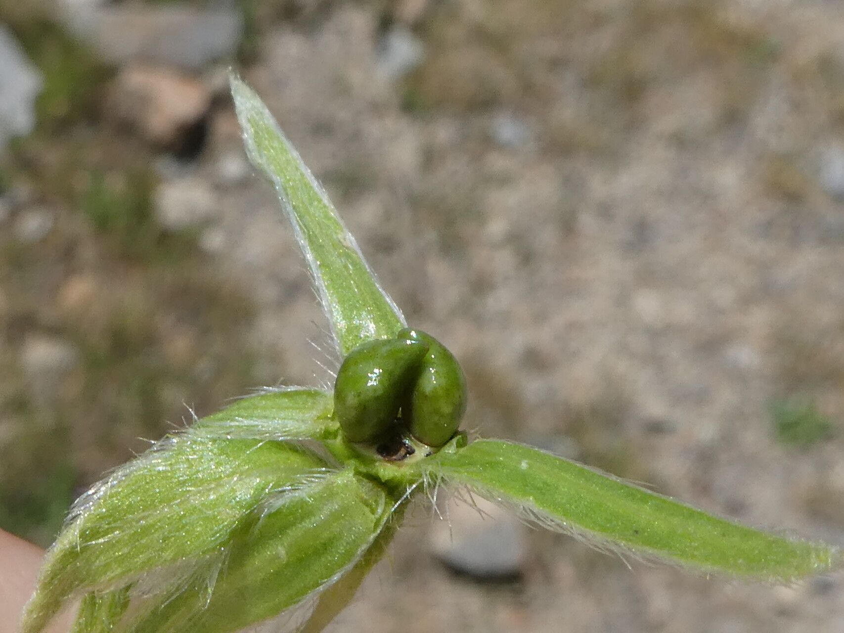 Onosma tricerosperma fruit