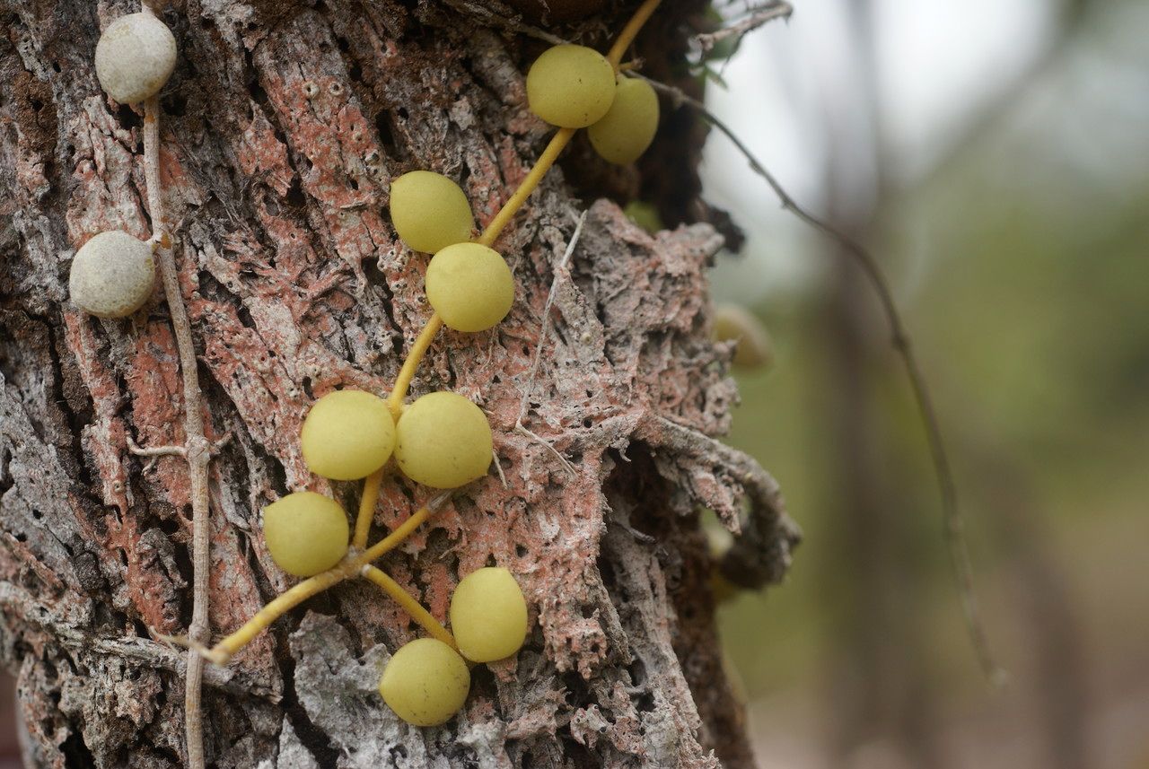 Dischidia vidalii leaf