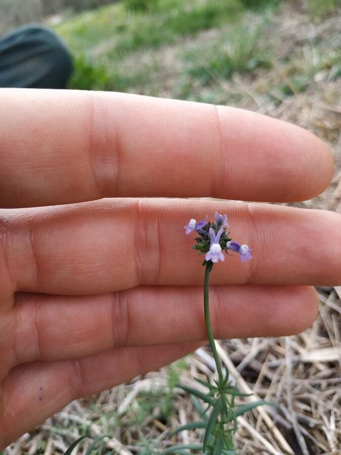 Linaria arvensis flower