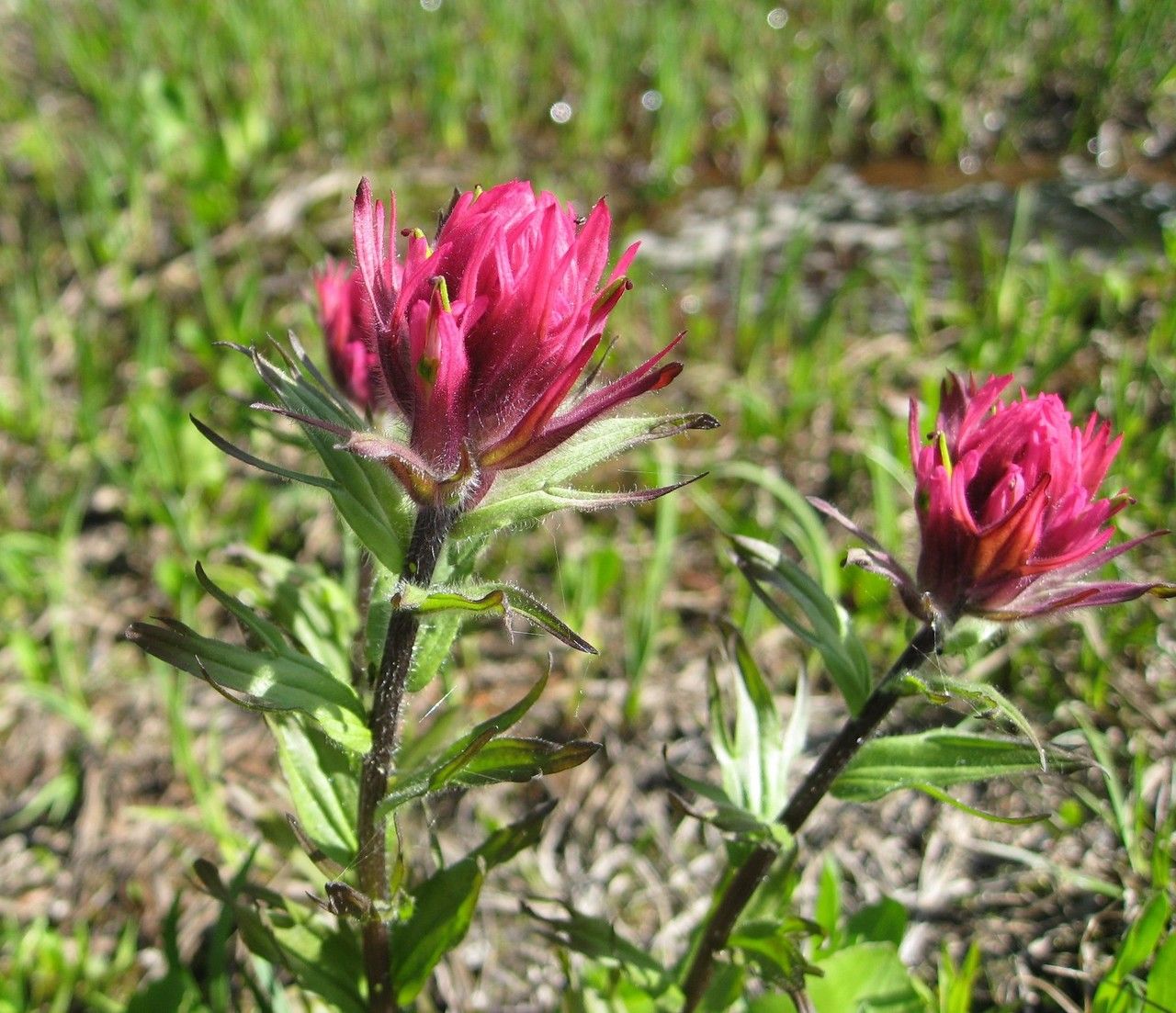 Castilleja parviflora habit