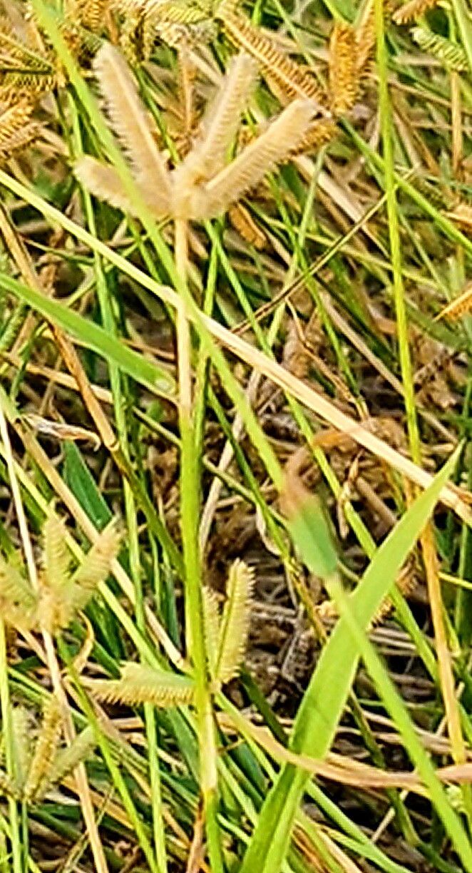 Dactyloctenium ctenoides — related species from the same genus