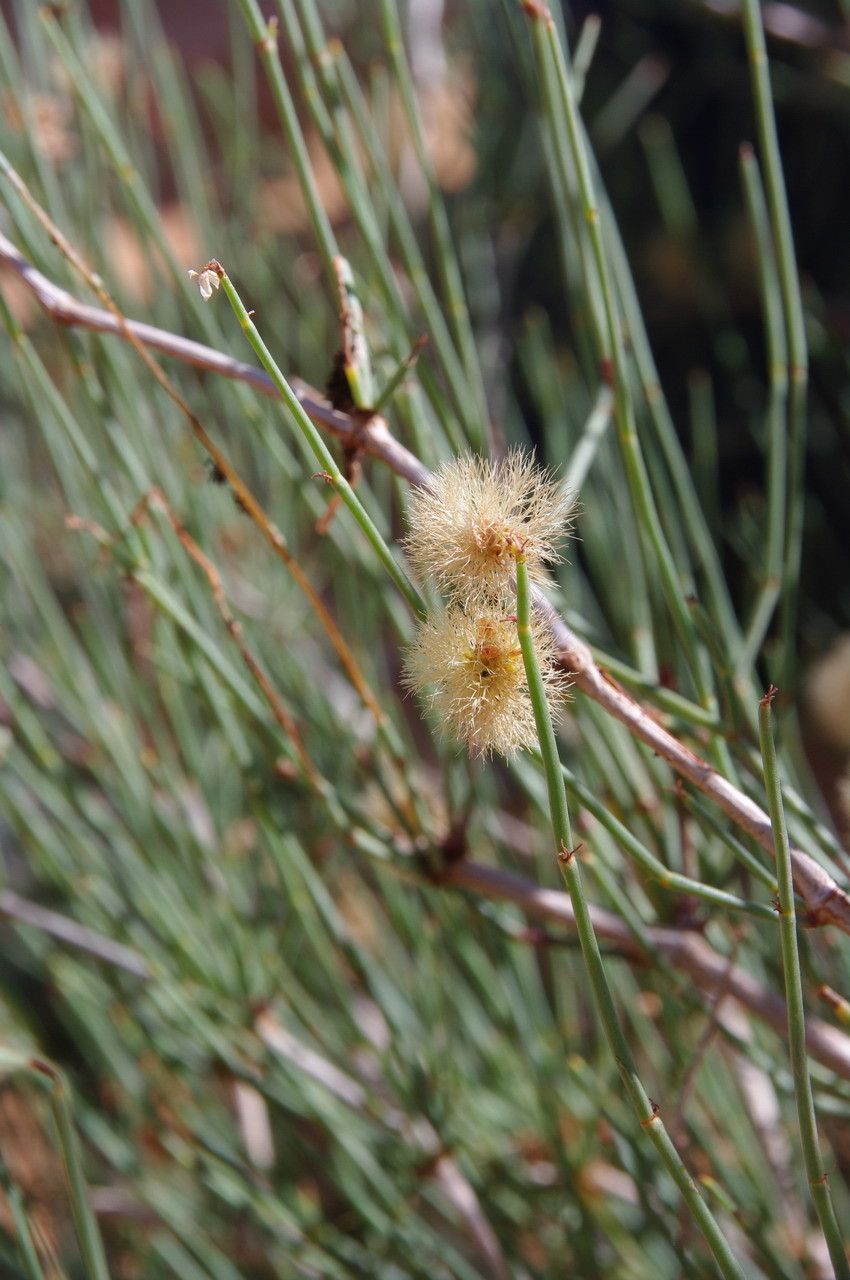Calligonum polygonoides fruit