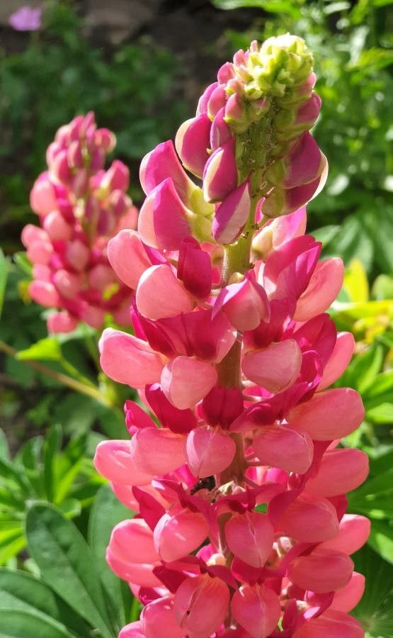 Lupinus nanus flower