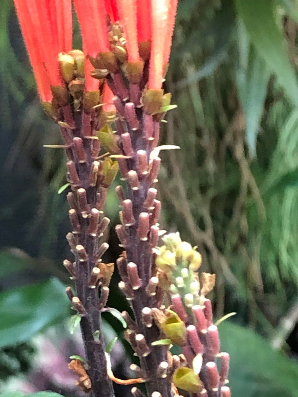 Scutellaria costaricana fruit