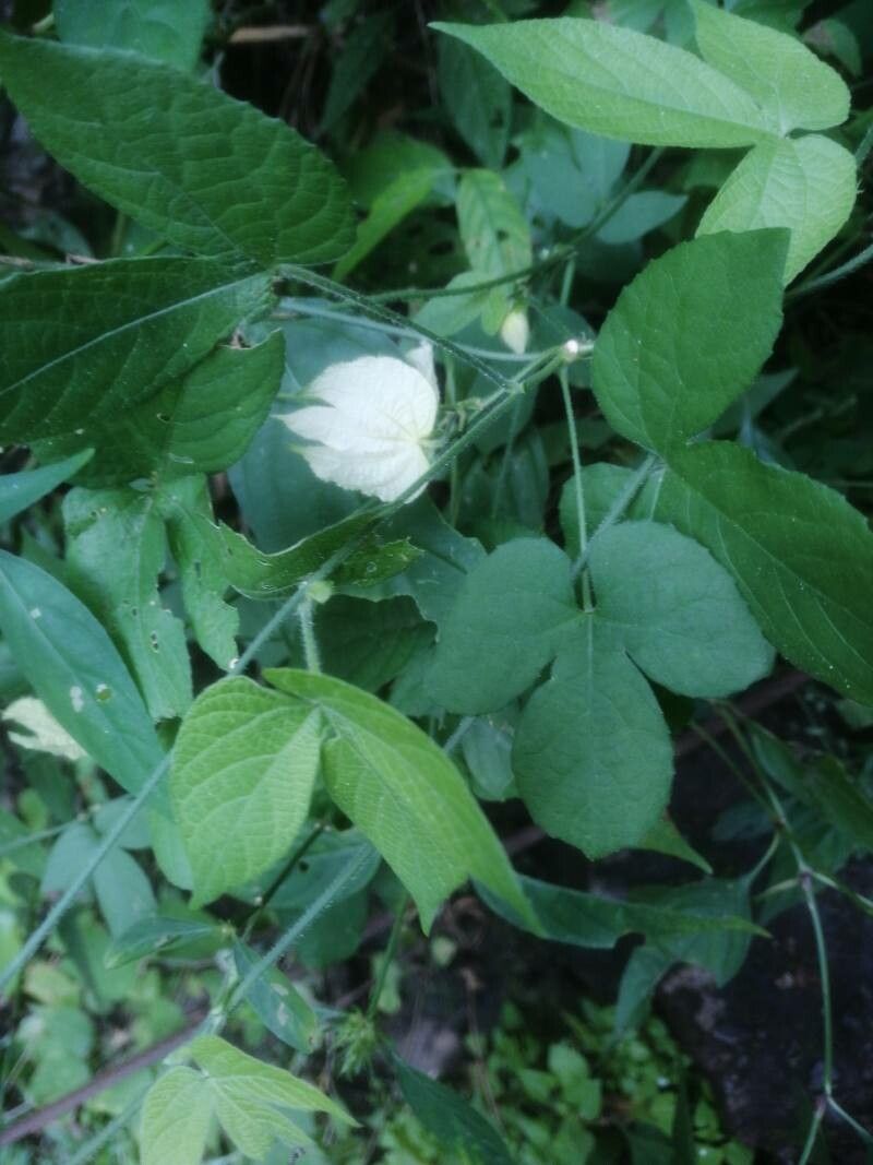 Dalechampia scandens — search result for 'Euphorbiaceae'