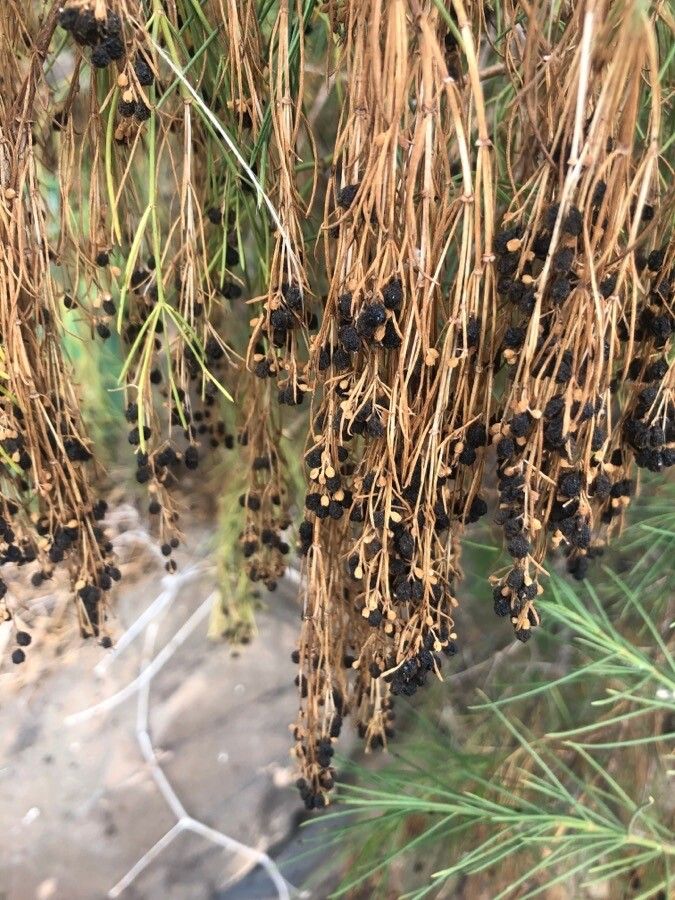 Plocama pendula fruit