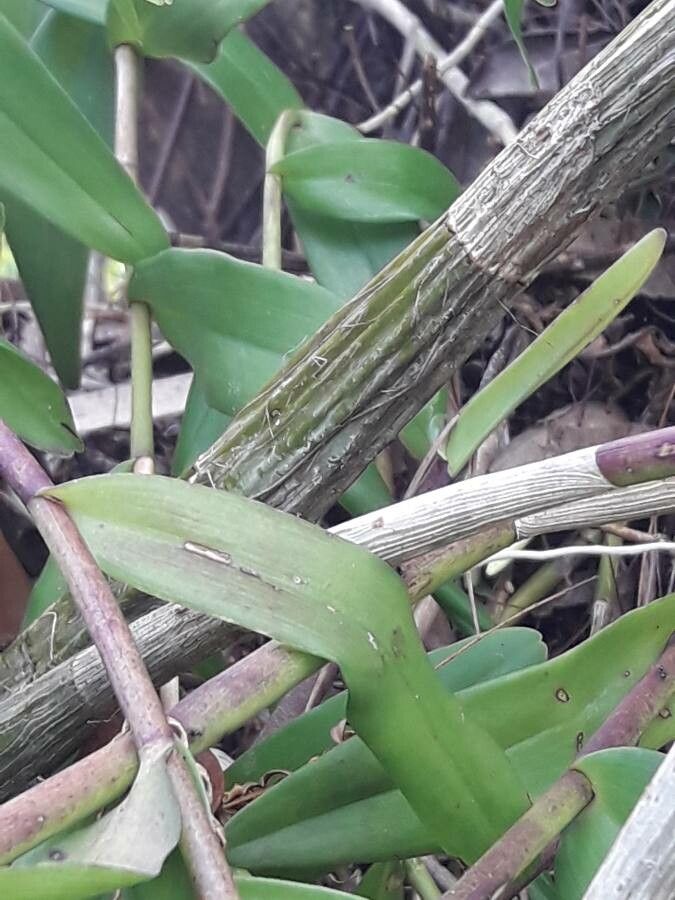 Dendrobium crumenatum bark