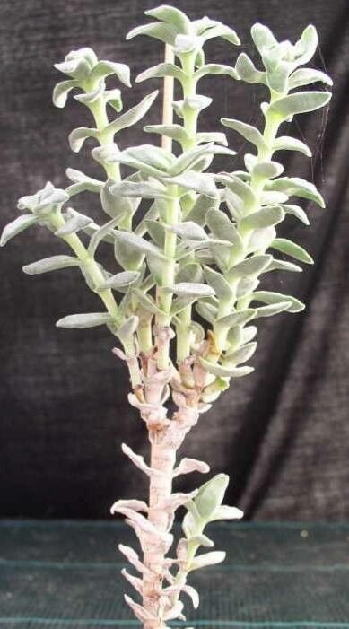 Crassula obovata habit