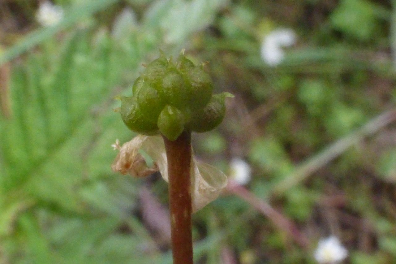 Ranunculus ololeucos fruit