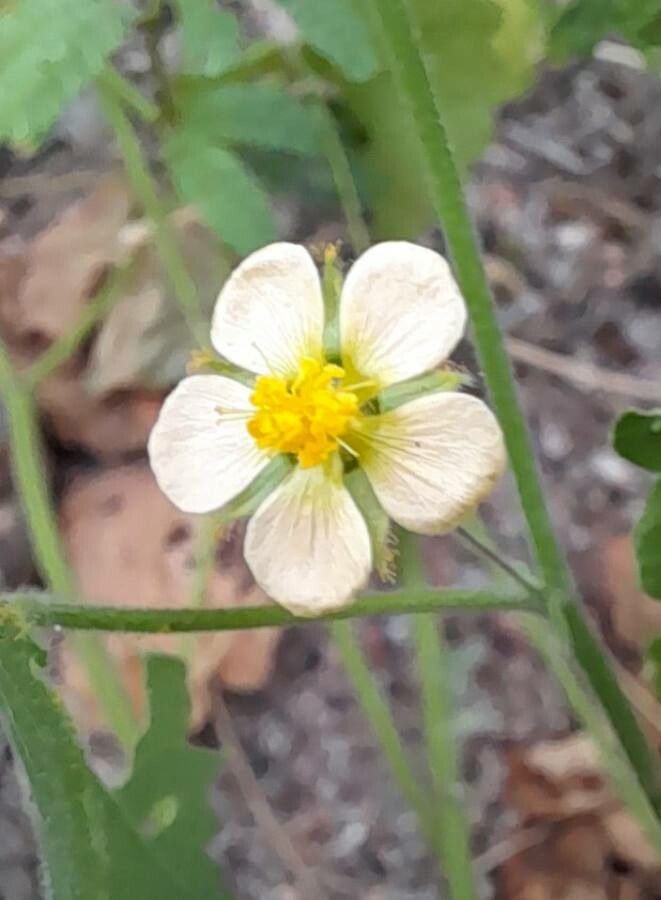Herissantia crispa flower