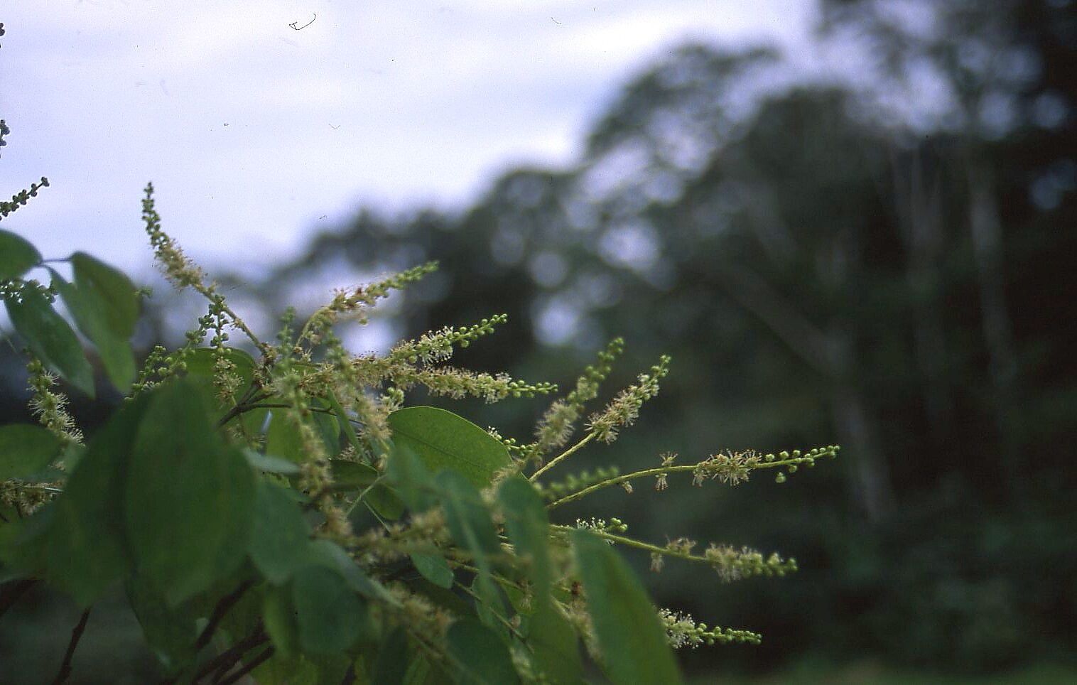Prioria balsamifera flower
