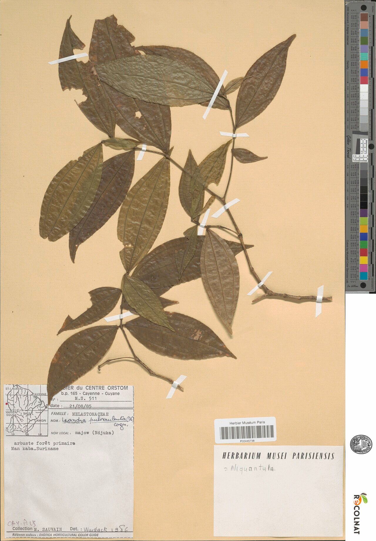 Miconia aliquantula — houseplant care guide