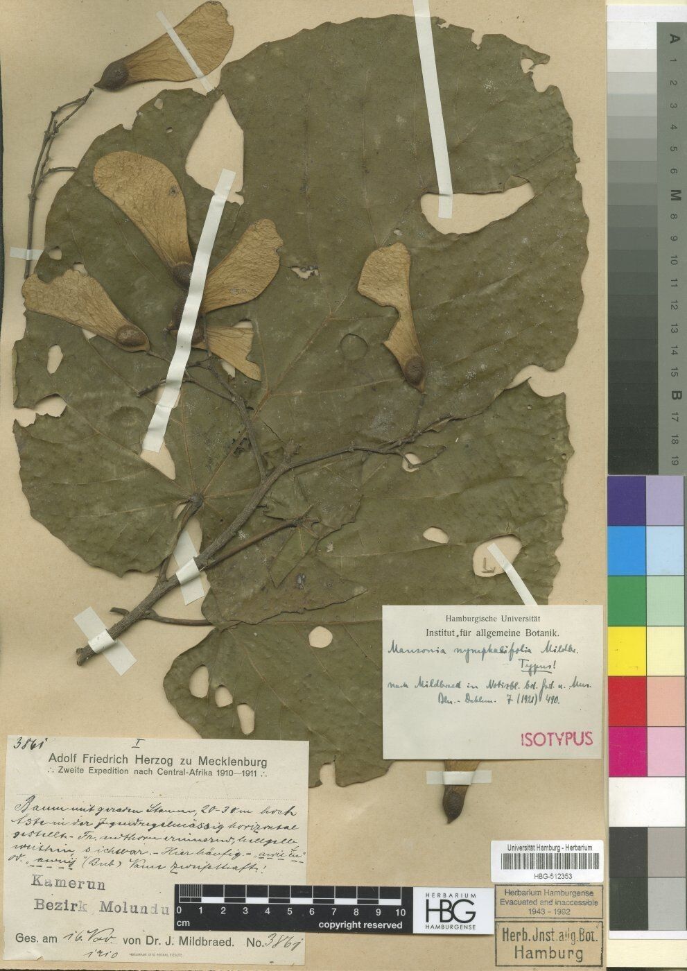 Mansonia nymphaeifolia — related species from the same genus