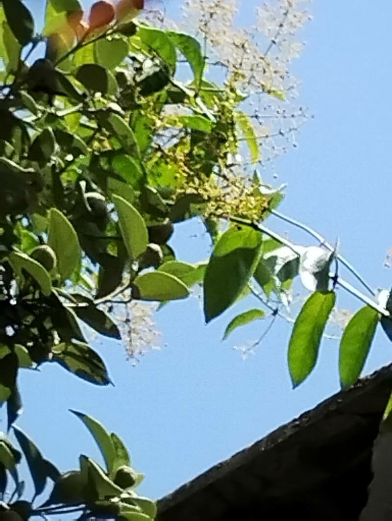 Heteropterys umbellata — houseplant care guide